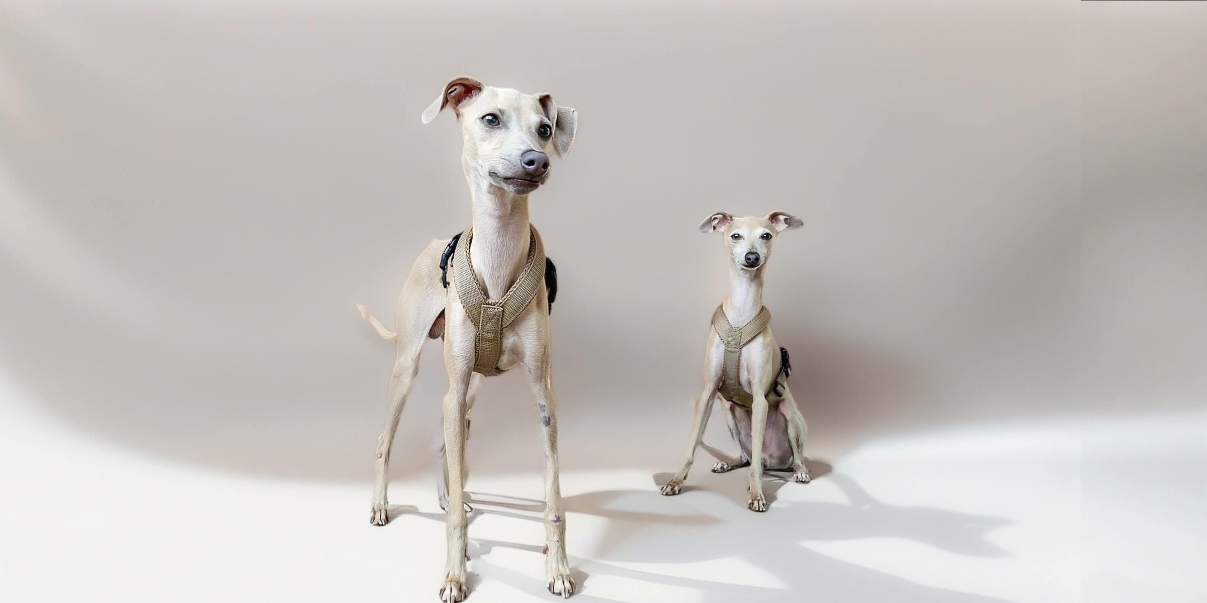 Windhundwelpen & Windspiel Geschirre