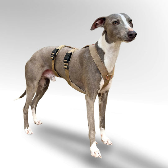 Sicherheitsgeschirr gepolstert für Windhunde. Whippet trägt Sicherheitsgeschirr in beige.