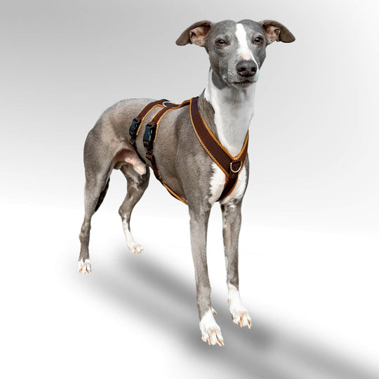 Gepolstertes Sicherheitsgeschirr für Windhunde in Braun-Karamell. Whippet trägt Sicherheitsgeschirr.