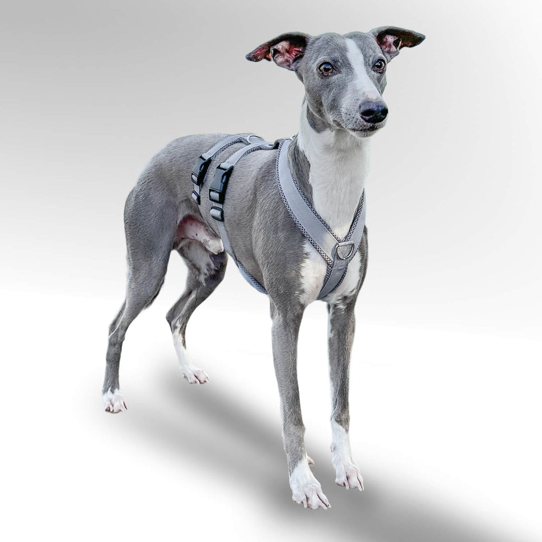 Sicherheitsgeschirr gepolstert für Windhunde. Grauer Whippet mit Sicherheitsgeschirr in grau.