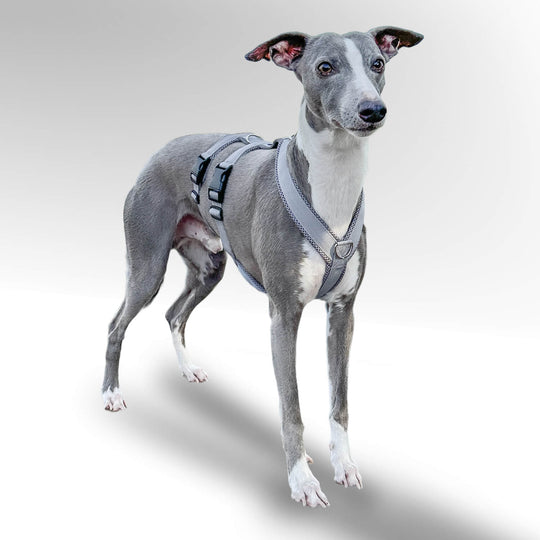 Sicherheitsgeschirr gepolstert für Windhunde. Grauer Whippet mit Sicherheitsgeschirr in grau.