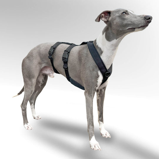 Sicherheitsgeschirr gepolstert für Windhunde. Grauer. Whippet mit Sicherheitsgeschirr in schwarz.