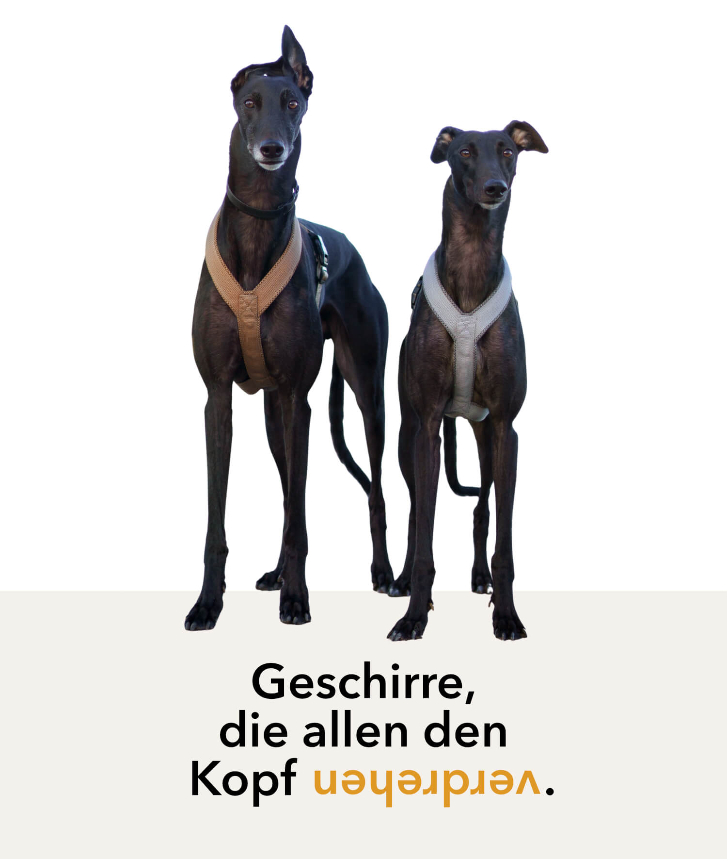 Greyhounds mit elmorio Geschirr Windhund