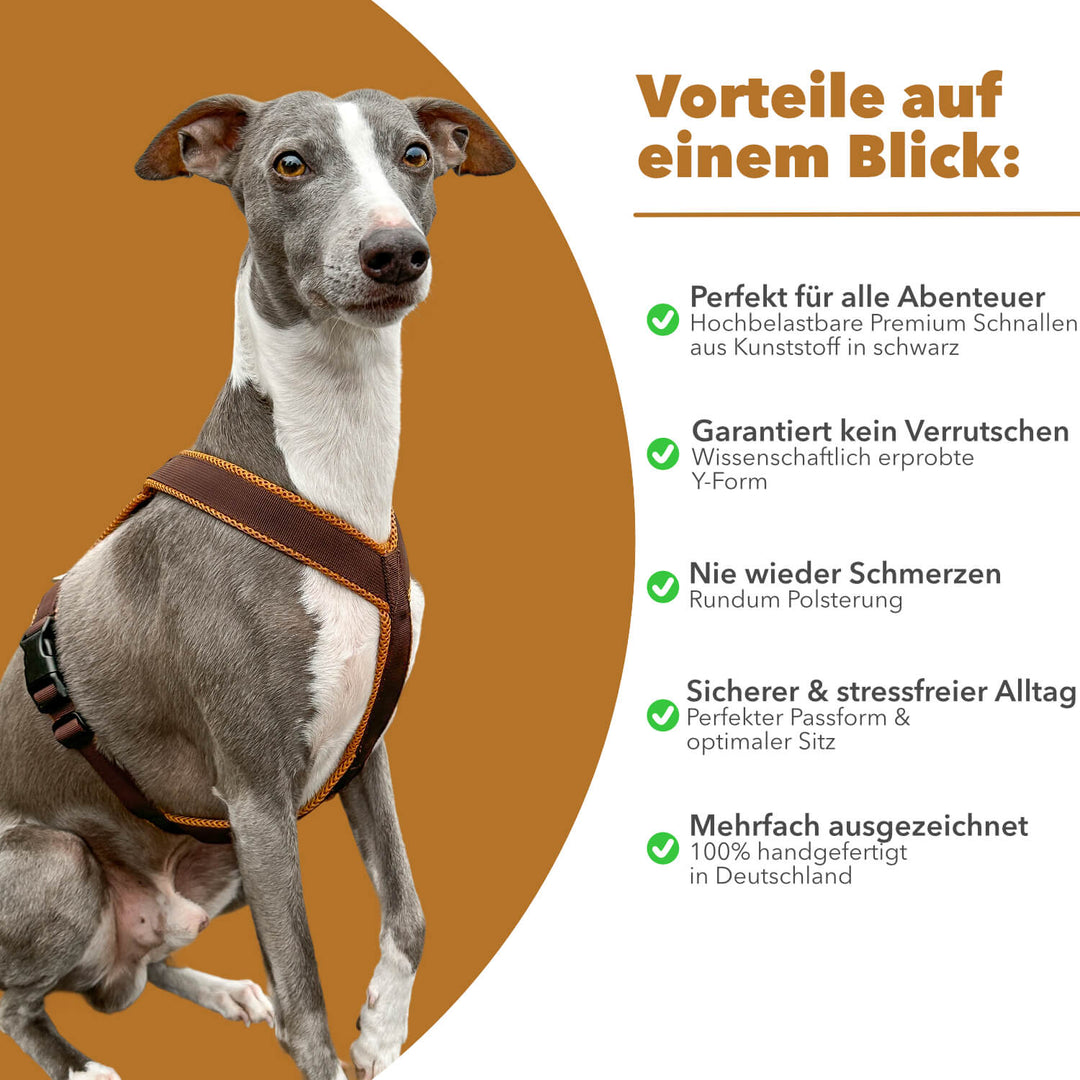 Windhundgeschirr gepolstert Geschirr Whippet, Galgo, Podenco, Greyhound Benefits Farbe braun karamell