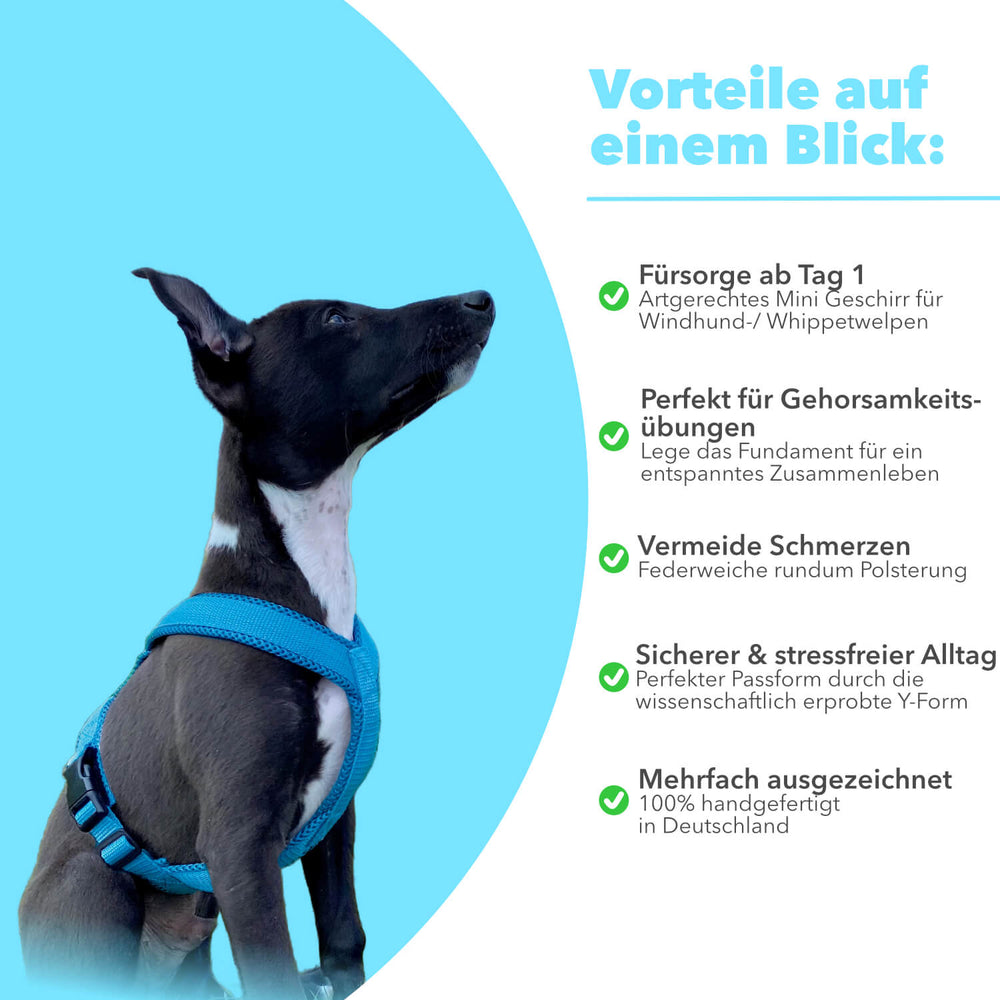 Windhundgeschirr FUN Welpe/Windspiel "Tropical Aqua"