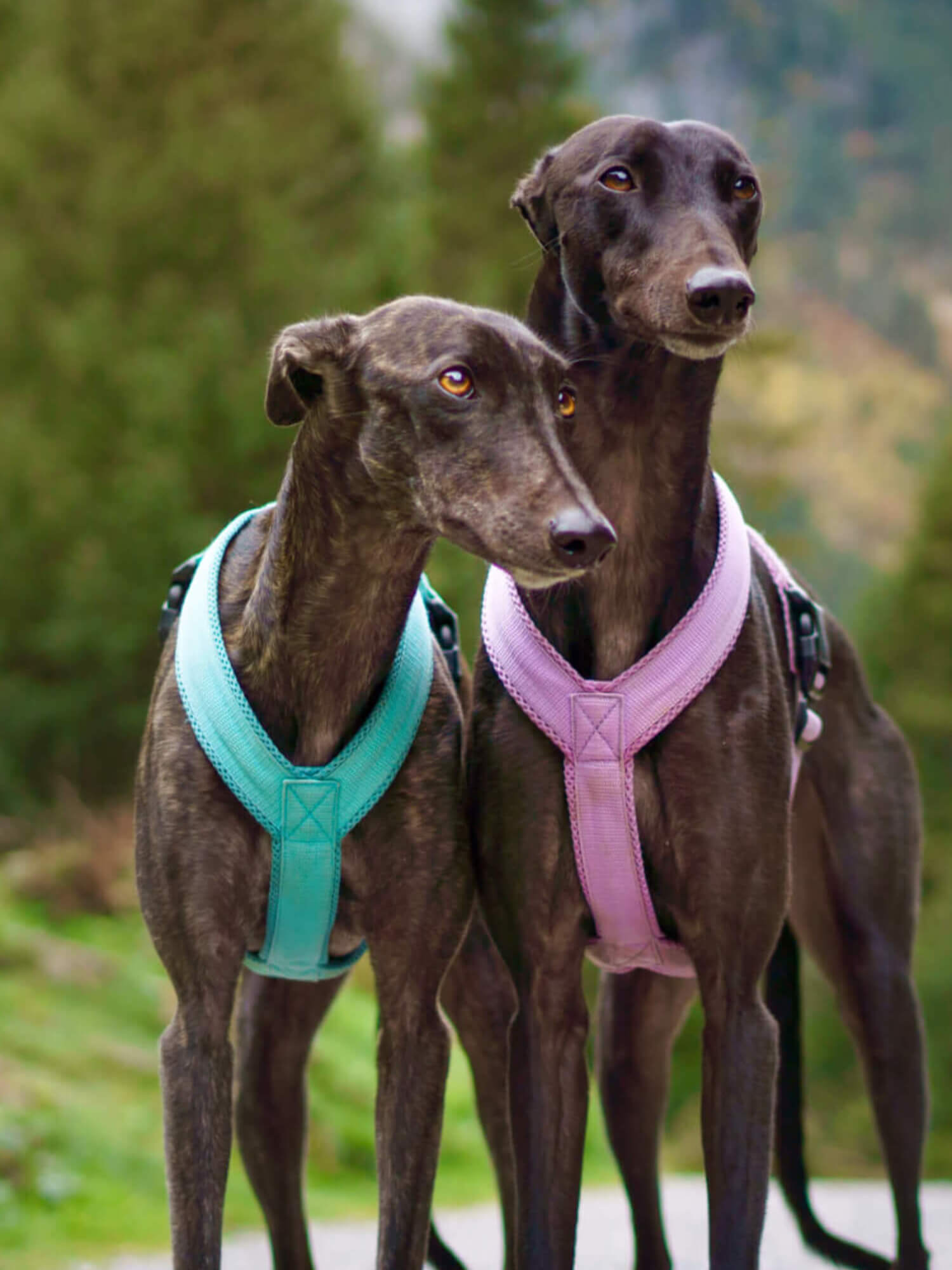 2 Greyhounds im Wald mit lila und türkisen Geschirr Windhundgeschirr gepolstert