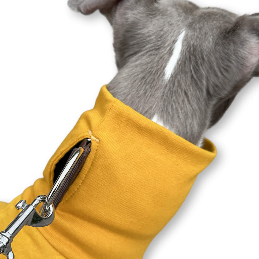 Windhund Pullover in gelb Pullover für Windhunde, Whippet, Galgo, Podenco, Greyhound Kragenschlitz