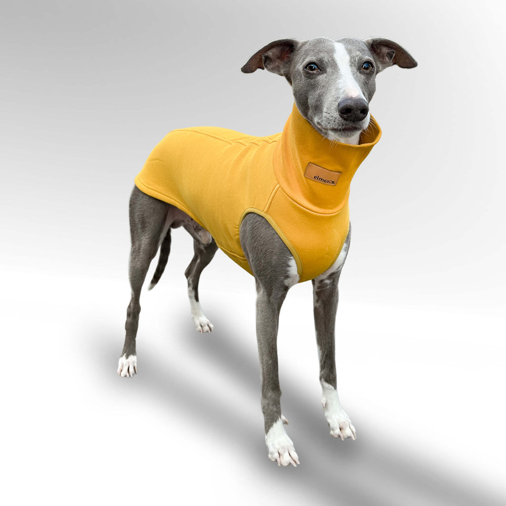 Windhund Pullover in gelb Pullover für Windhunde, Whippet, Galgo, Podenco, Greyhound