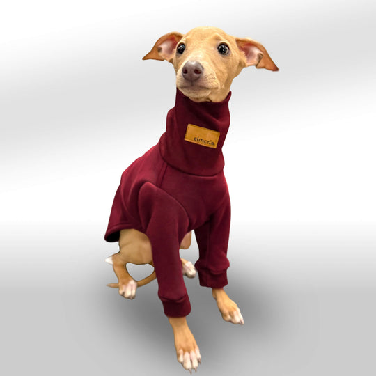 Ein italienisches Windspiel-Welpe trägt einen bordeaux roten Pullover mit langen Ärmeln und einem hohen Kragen. Der Welpe sitzt aufmerksam mit großen, wachen Augen und leicht geneigtem Kopf vor einem neutralen, weißen Hintergrund. Der Pullover ist ergonomisch an die schlanke Körperform des Windspiels angepasst und bietet eine gemütliche Passform.