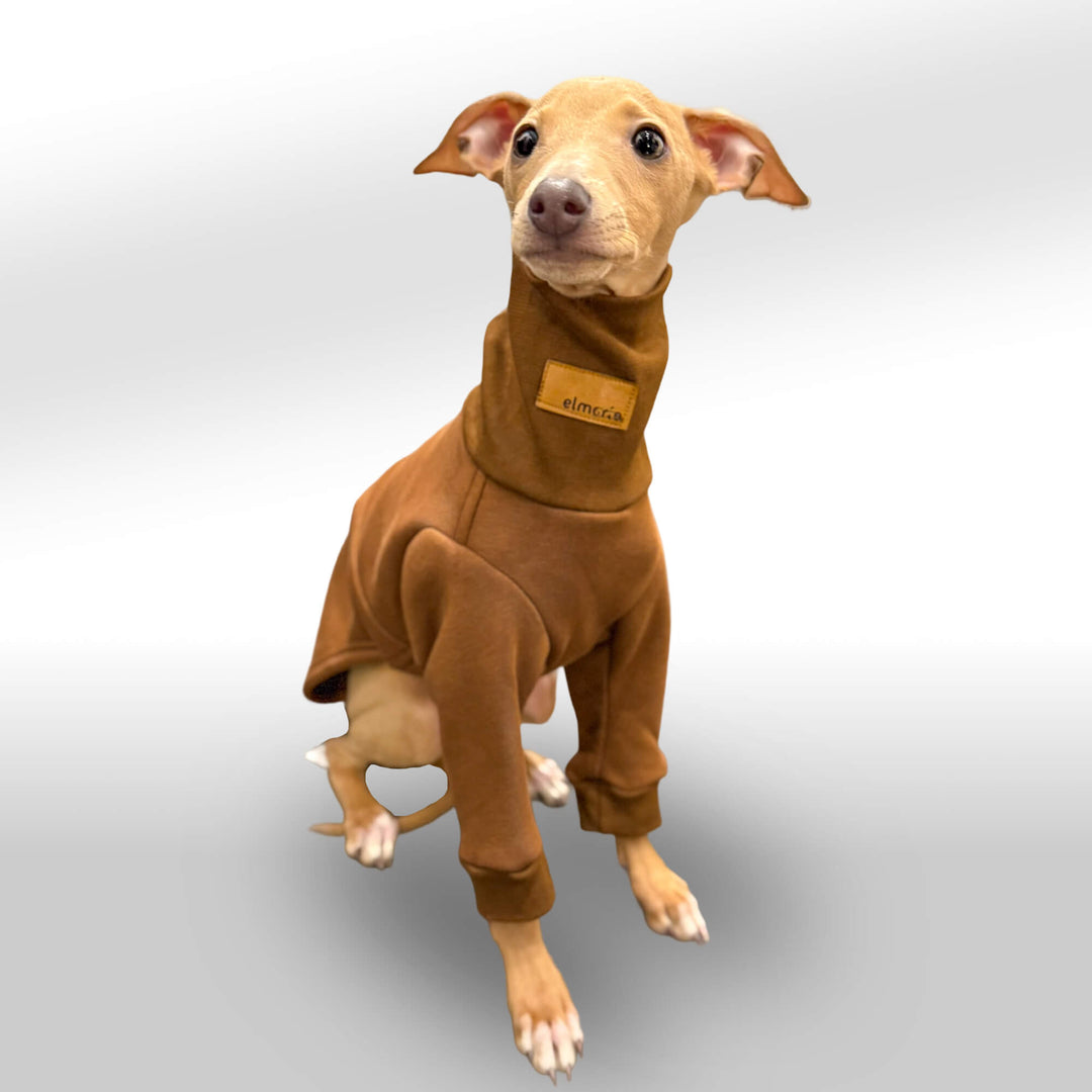 Ein italienisches Windspiel-Welpe trägt einen braunen Pullover mit langen Ärmeln und einem hohen Kragen. Der Welpe sitzt aufmerksam mit großen, wachen Augen und leicht geneigtem Kopf vor einem neutralen, weißen Hintergrund. Der Pullover ist ergonomisch an die schlanke Körperform des Windspiels angepasst und bietet eine gemütliche Passform.
