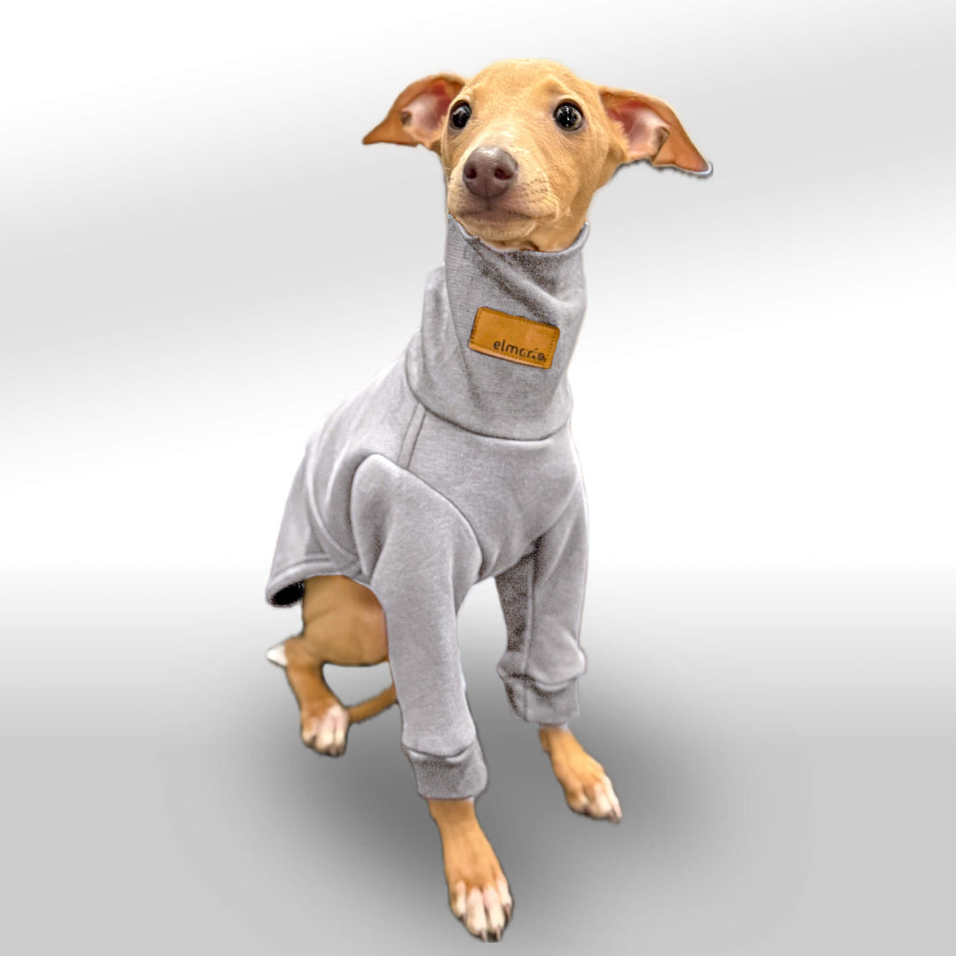 Ein italienisches Windspiel-Welpe trägt einen gauen Pullover mit langen Ärmeln und einem hohen Kragen. Der Welpe sitzt aufmerksam mit großen, wachen Augen und leicht geneigtem Kopf vor einem neutralen, weißen Hintergrund. Der Pullover ist ergonomisch an die schlanke Körperform des Windspiels angepasst und bietet eine gemütliche Passform.