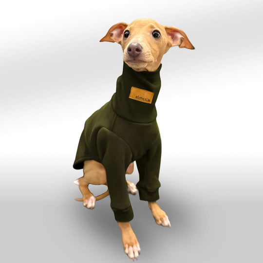 Ein italienisches Windspiel-Welpe trägt einen khaki grün Pullover mit langen Ärmeln und einem hohen Kragen. Der Welpe sitzt aufmerksam mit großen, wachen Augen und leicht geneigtem Kopf vor einem neutralen, weißen Hintergrund. Der Pullover ist ergonomisch an die schlanke Körperform des Windspiels angepasst und bietet eine gemütliche Passform.