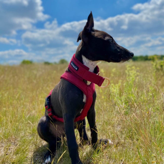 Whippet Welpe Geschirr gepolstert Windhund Windhundgeschirr rot bordeaux