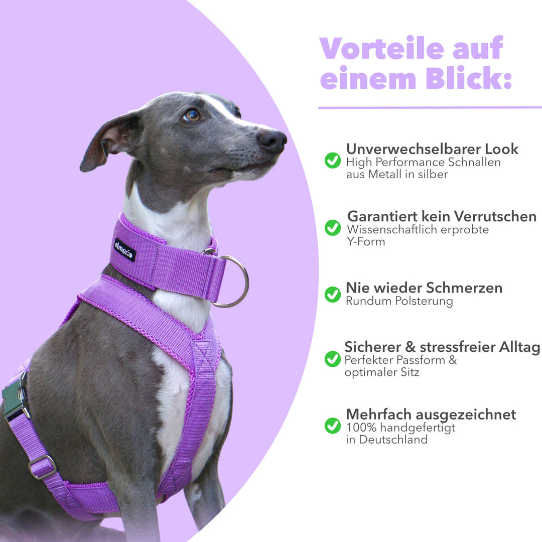 Windhundgeschirr gepolstert Geschirr Whippet, Galgo, Podenco, Greyhound Benefits Farbe flieder