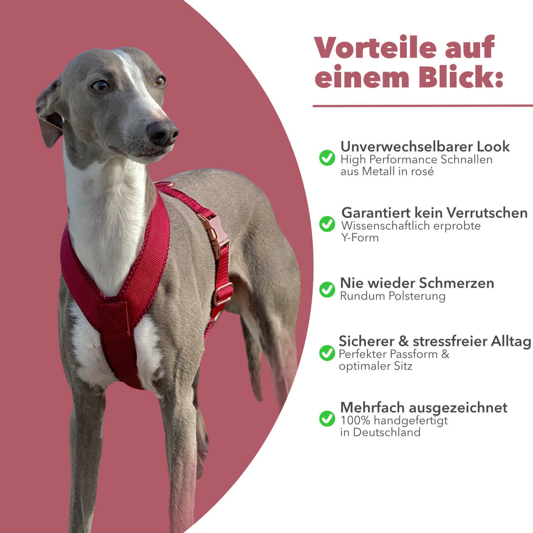Windhundgeschirr gepolstert Geschirr Whippet, Galgo, Podenco, Greyhound Benefits Farbe rot bordeaux