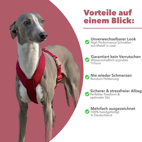 Windhundgeschirr gepolstert Geschirr Whippet, Galgo, Podenco, Greyhound Benefits Farbe rot bordeaux