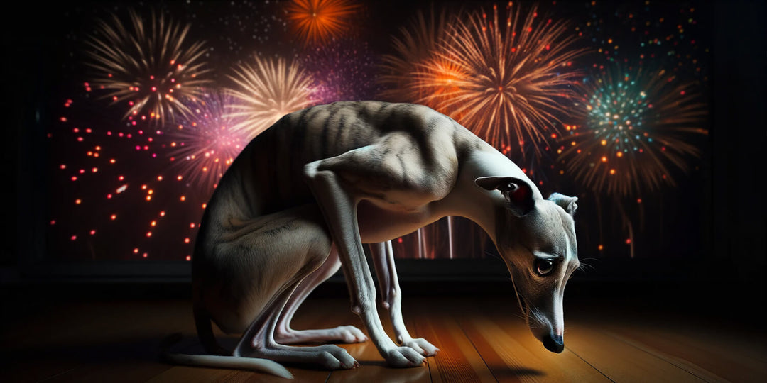 From joy to fear: Why New Year's Eve is stressful for greyhounds