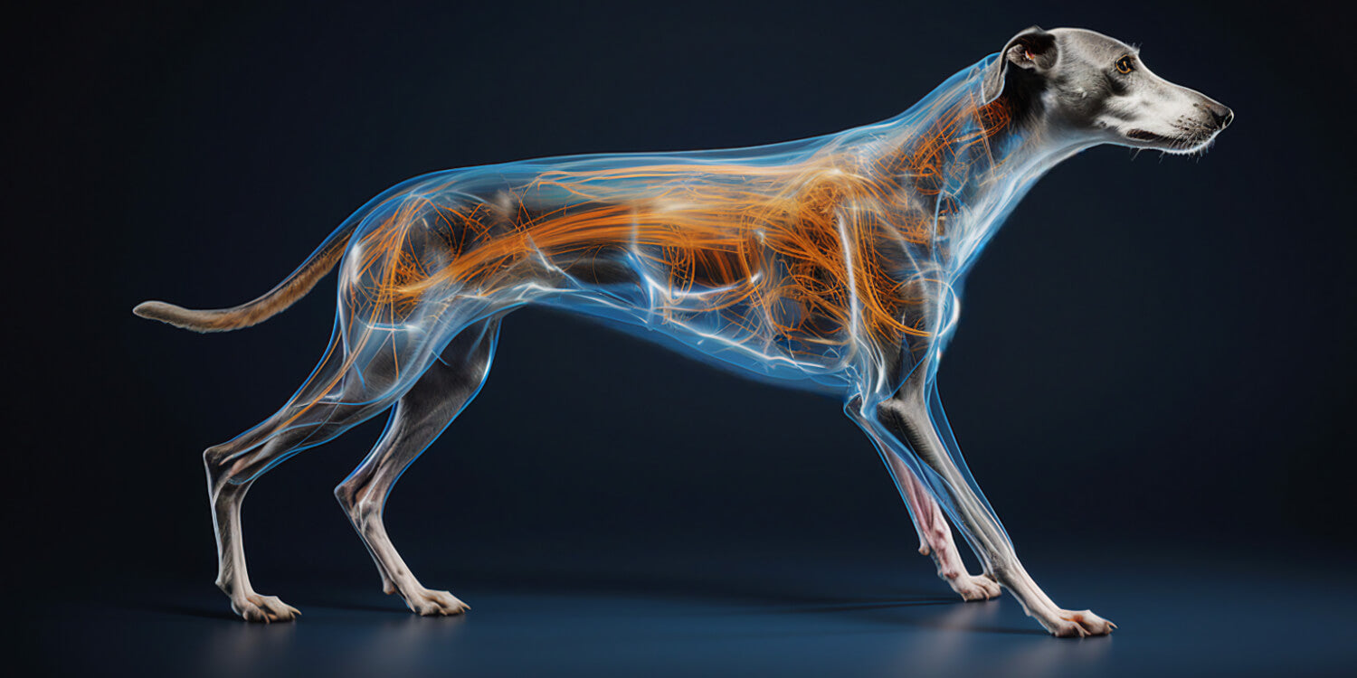 Der faszinierende Stoffwechsel von Windhunden enthüllt: Ein Kraftwerk auf 4 Pfoten