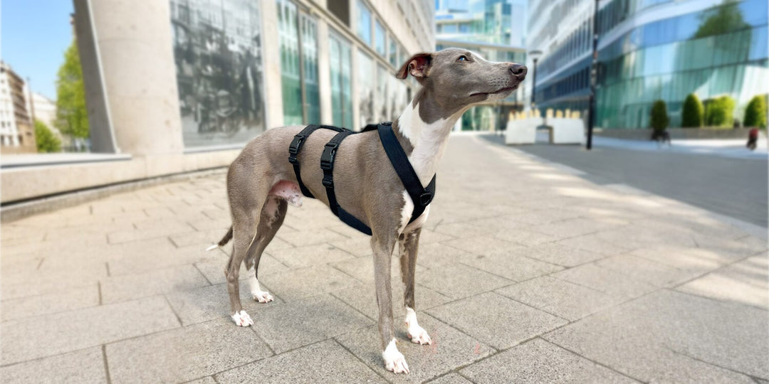 Safety harnesses specifically for greyhounds: Who needs them and how do you find the right one?