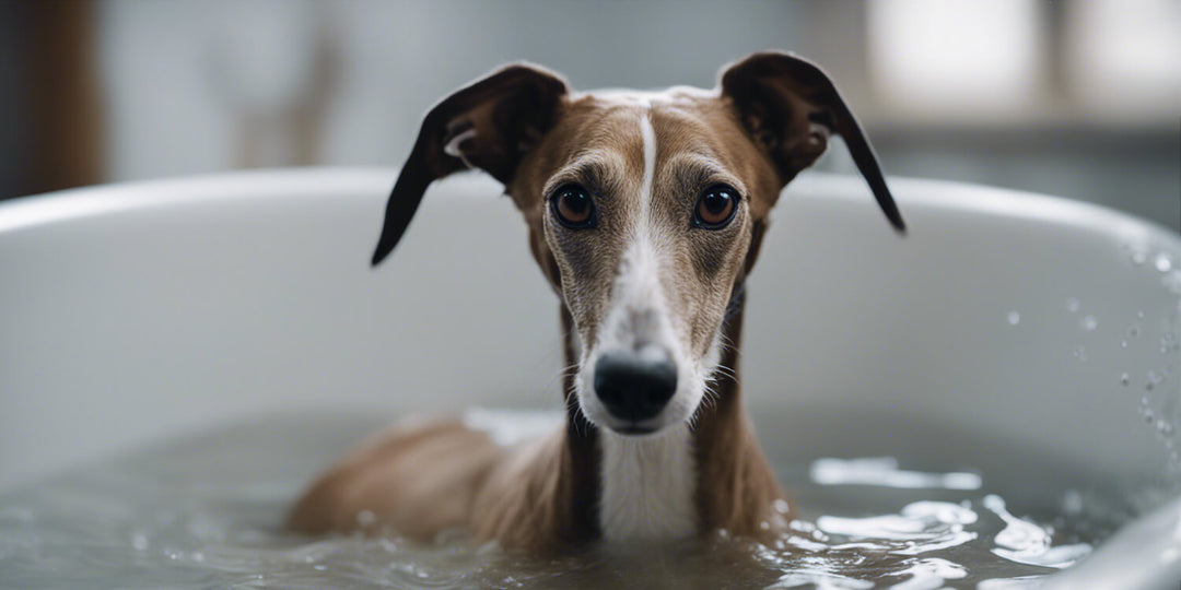 Wellness for Greyhounds: A Comprehensive Guide to Care and Well-being