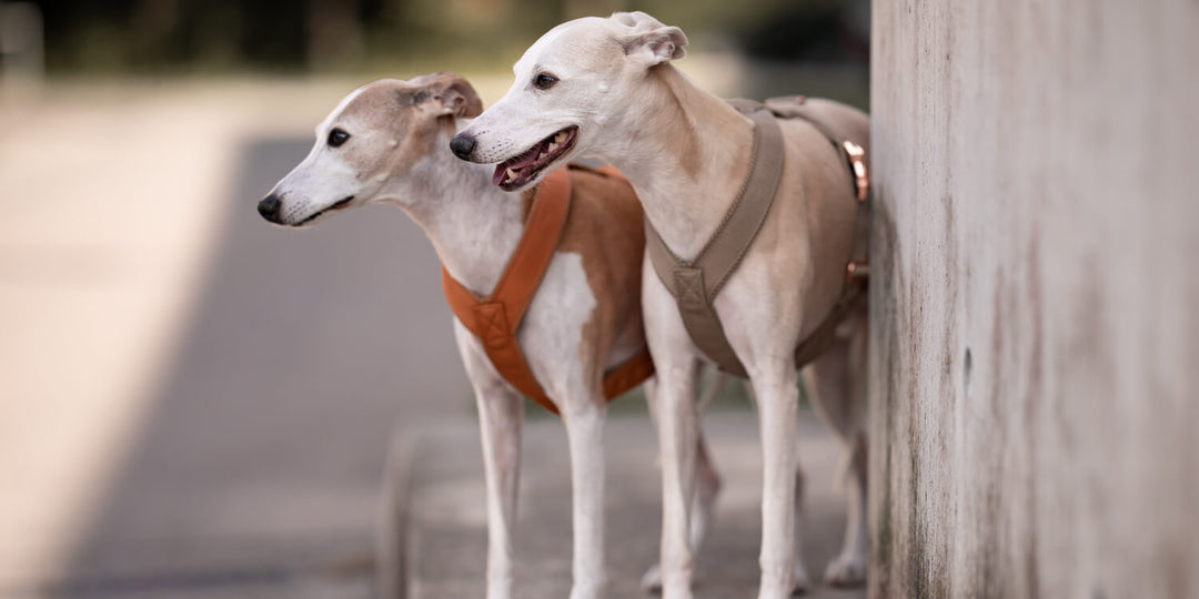 Greyhound harnesses in focus: The ultimate guide for making the right choice