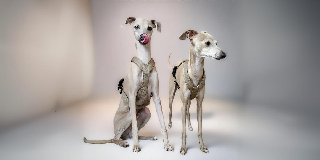 Das richtige Geschirr für italienische Windspiele – darauf solltest du achten