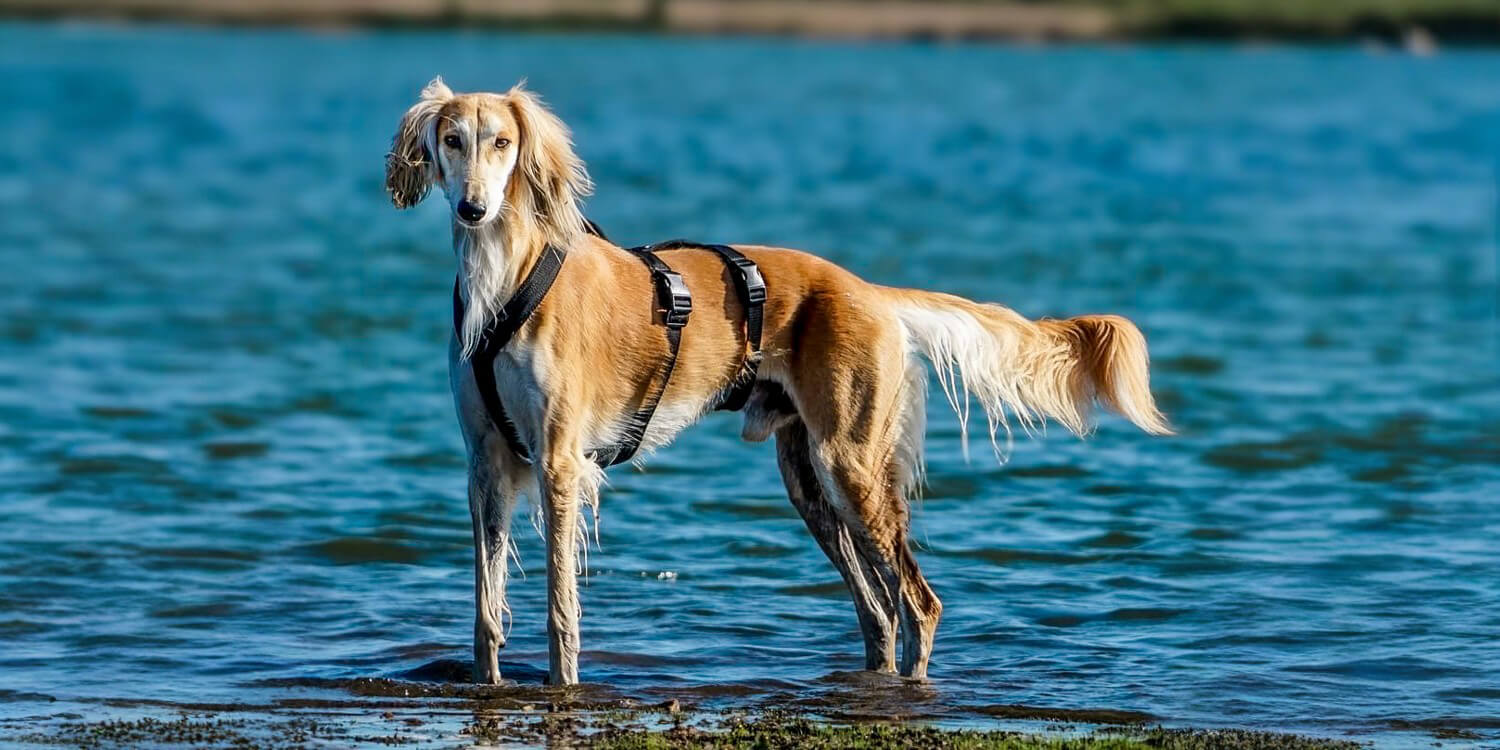 Sicherheitsgeschirre für Windhunde