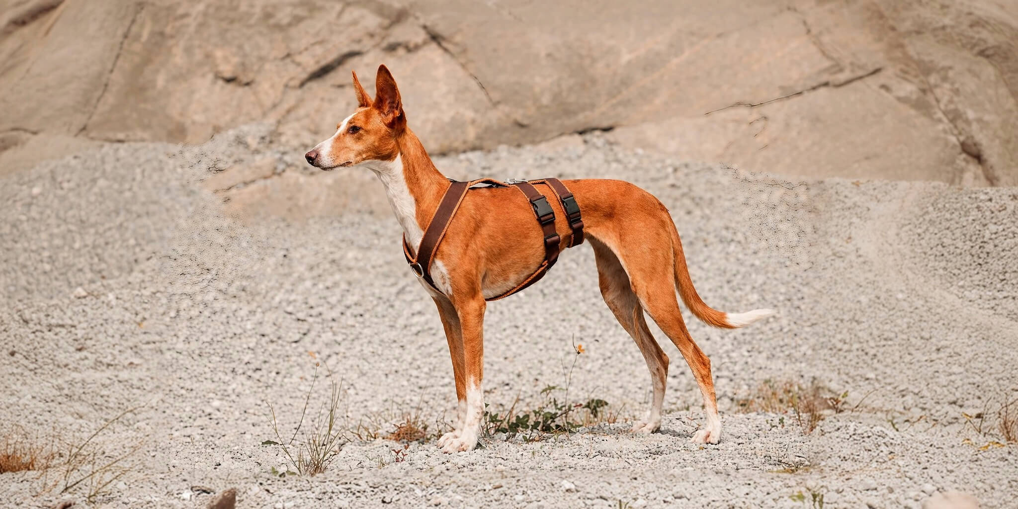 Brauner Podenco mit braunen Sicherheitsgeschirr für Windhunde