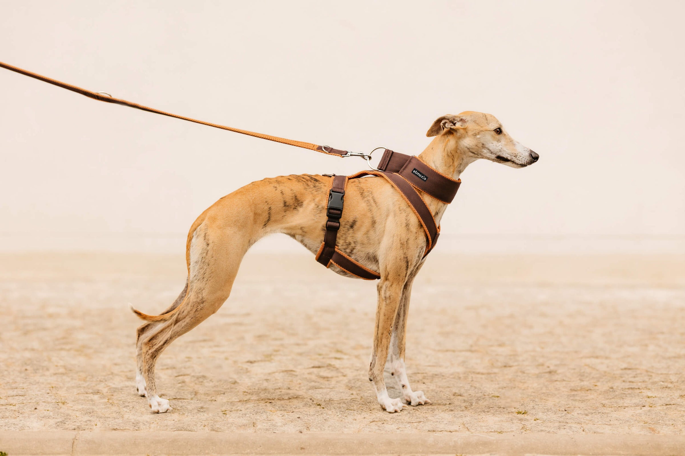 Das Beste Geschirr für Whippets