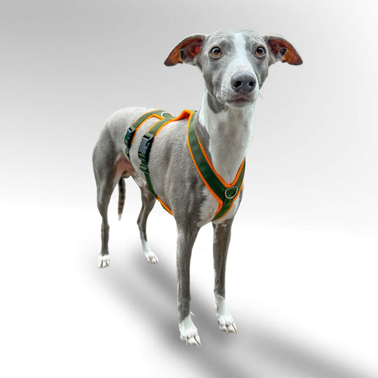 Sicherheitsgeschirr FUN "Hunter O'Green"