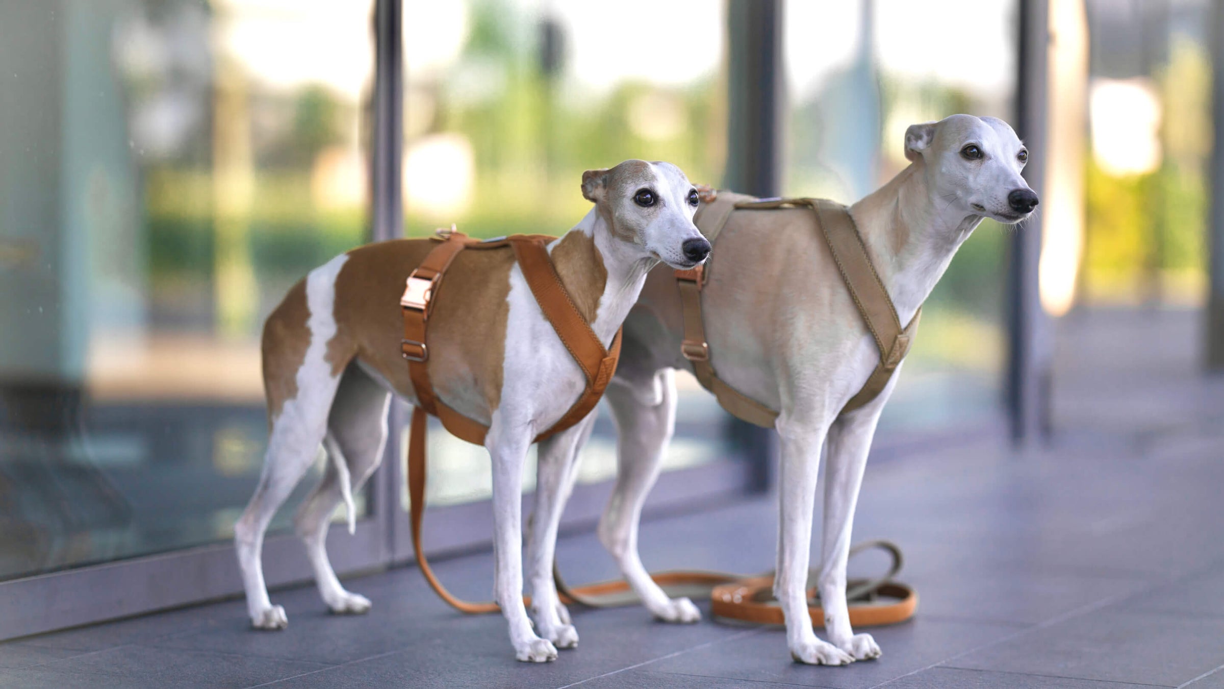 Whippet (Windhund) mit Geschirr Windhundgeschirr gepolstert in der Farbe Karamell und Beige. Whippets stehen in der Stadt auf einer Straße.
