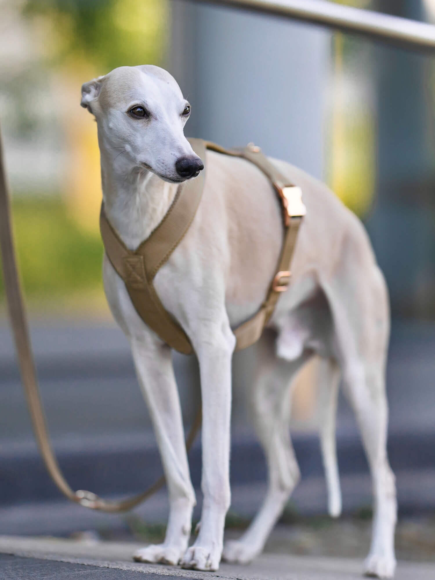 Whippet mit beigen Geschirr Windhundgeschirr gepolstert