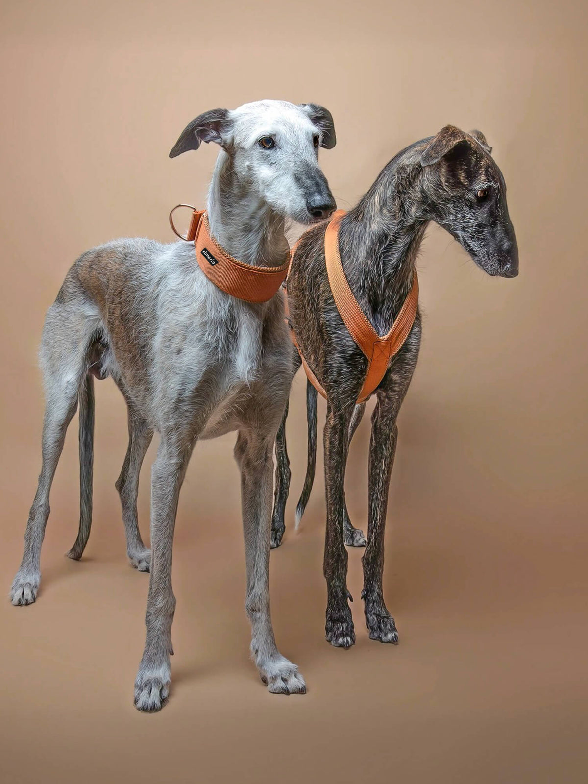 Zwei Galgos Windhunde stehend mit Windhundhalsband und Windhundgeschirr in braun vor braunem Hintergrund