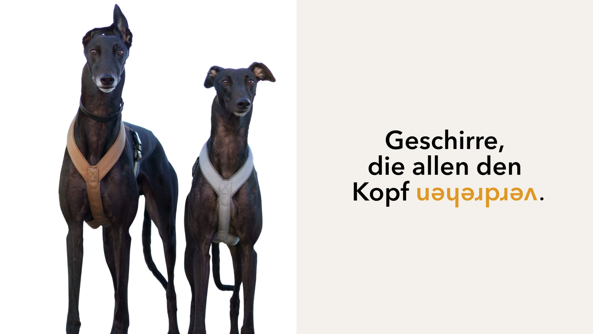Greyhounds mit elmorio Geschirr Windhund