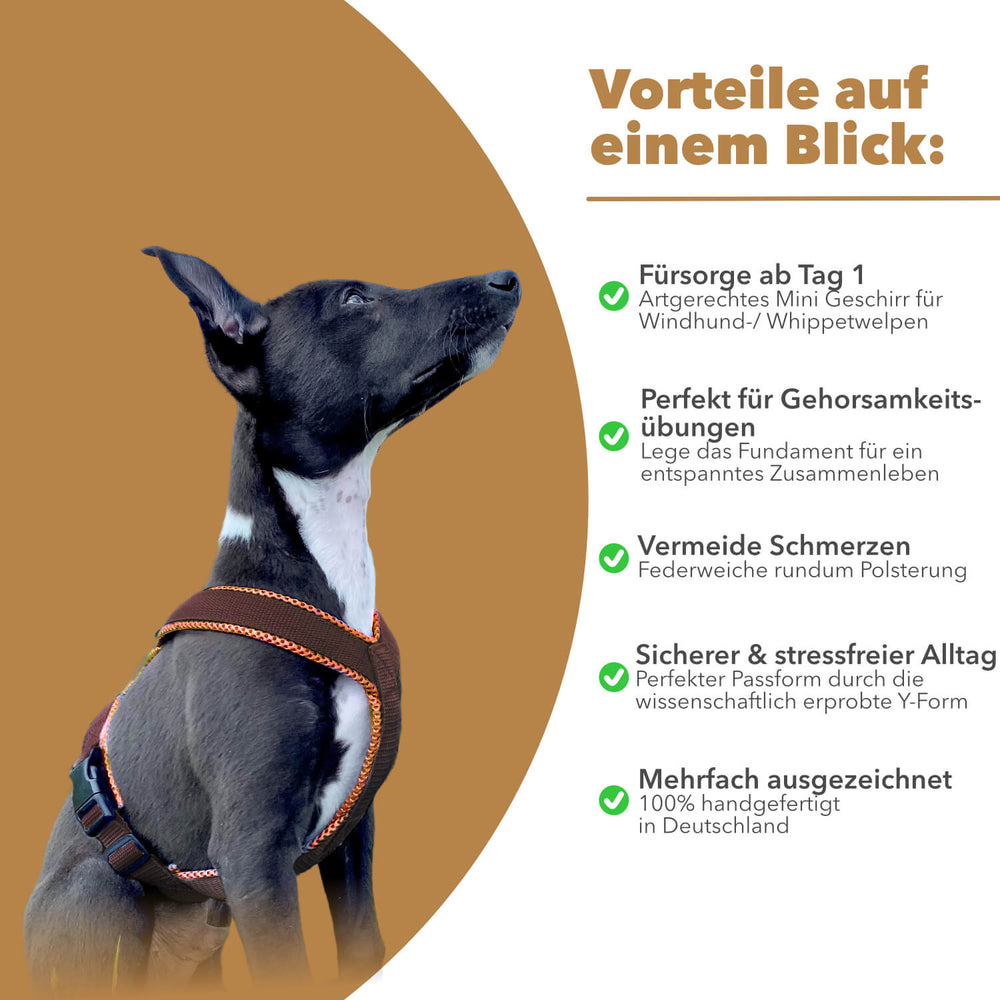 Windhundgeschirr gepolstert Geschirr Whippet, Galgo, Podenco, Greyhound Farbe braun karamell Welpe Benefits