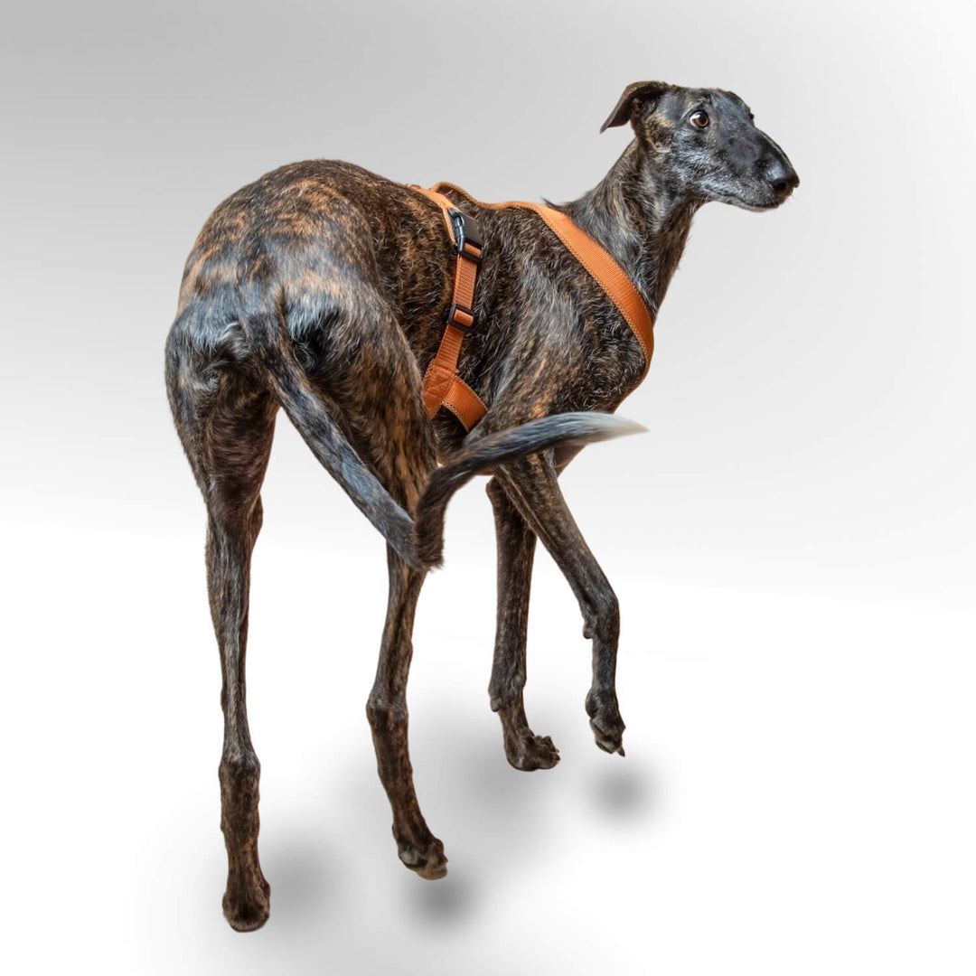 Galgo mit hellbraunen Windhundgeschirr stehend vor weißem Hintergrund