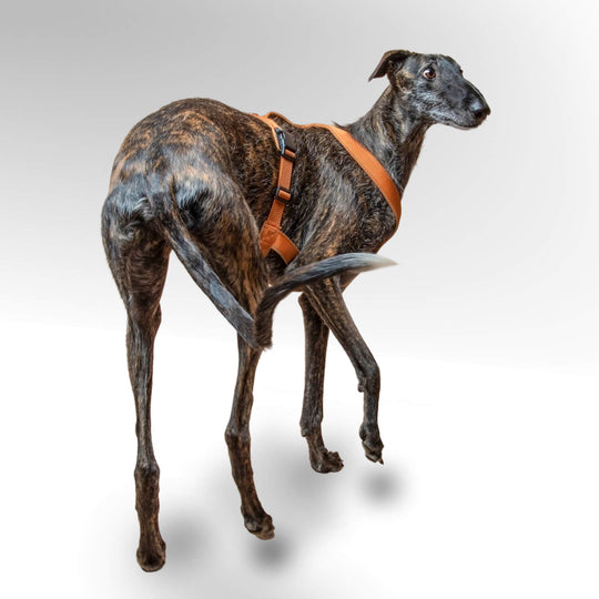 Galgo mit hellbraunen Windhundgeschirr stehend vor weißem Hintergrund