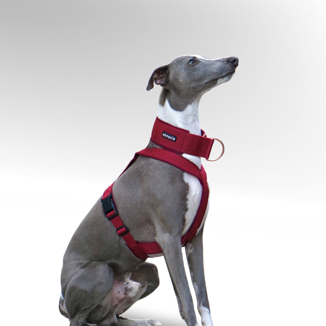 Grauer Whippet Windhund sitzend mit rotem Windhundgeschirr vor weißem Hintergrund.