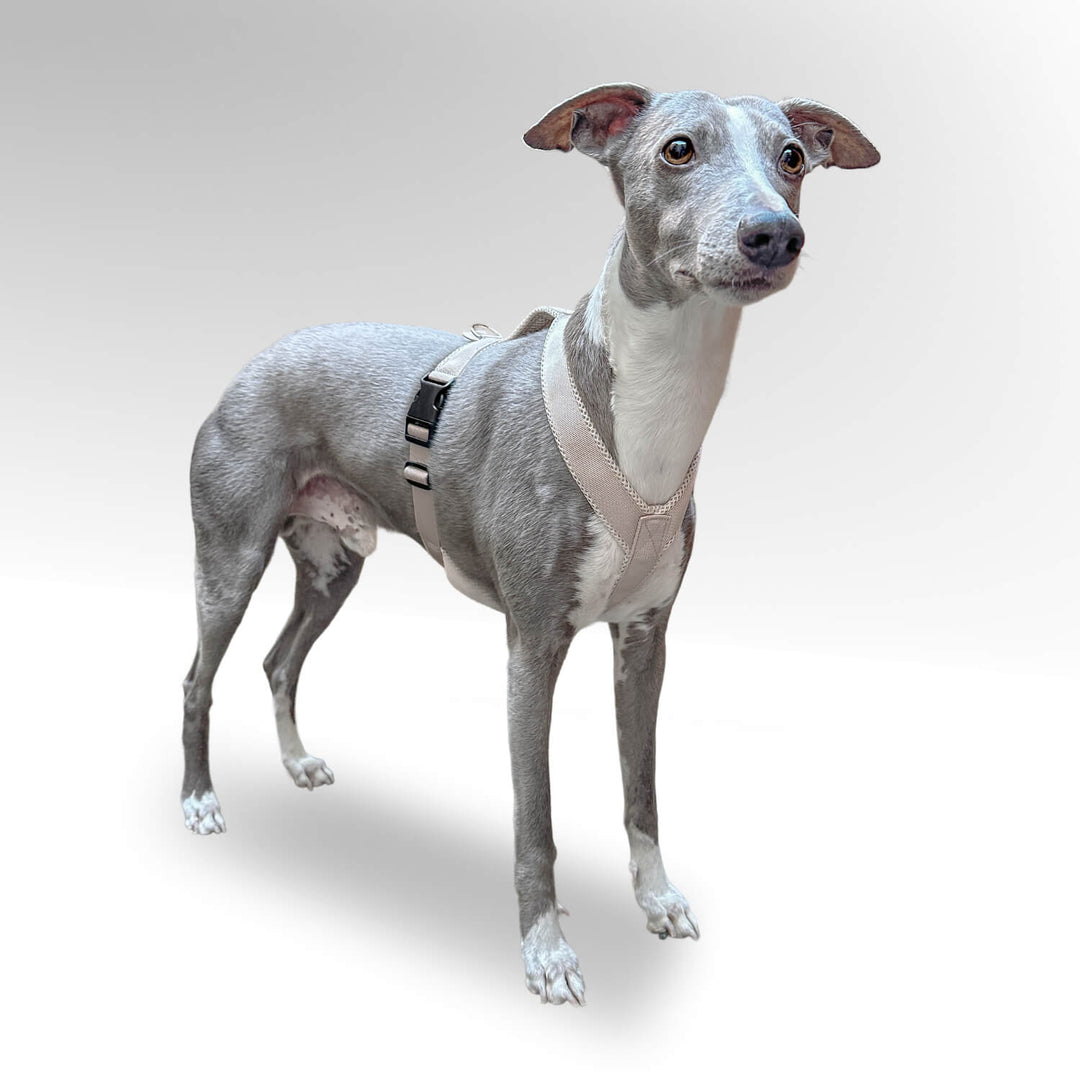 Grauer Whippet Windhund stehend vor weißem Hintergrund mit hellbeige Windhundgeschirr.
