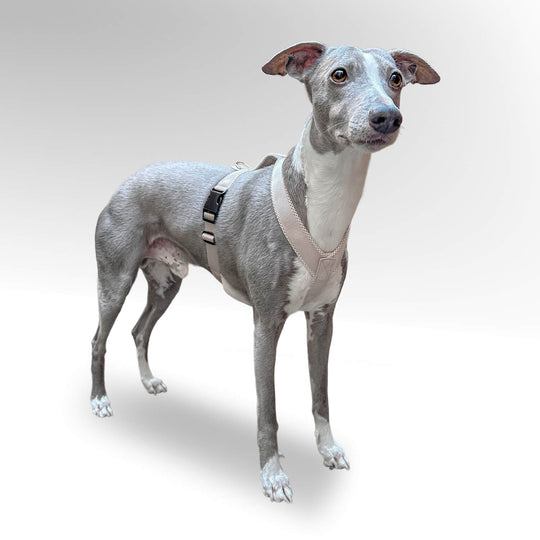 Grauer Whippet Windhund stehend vor weißem Hintergrund mit hellbeige Windhundgeschirr.