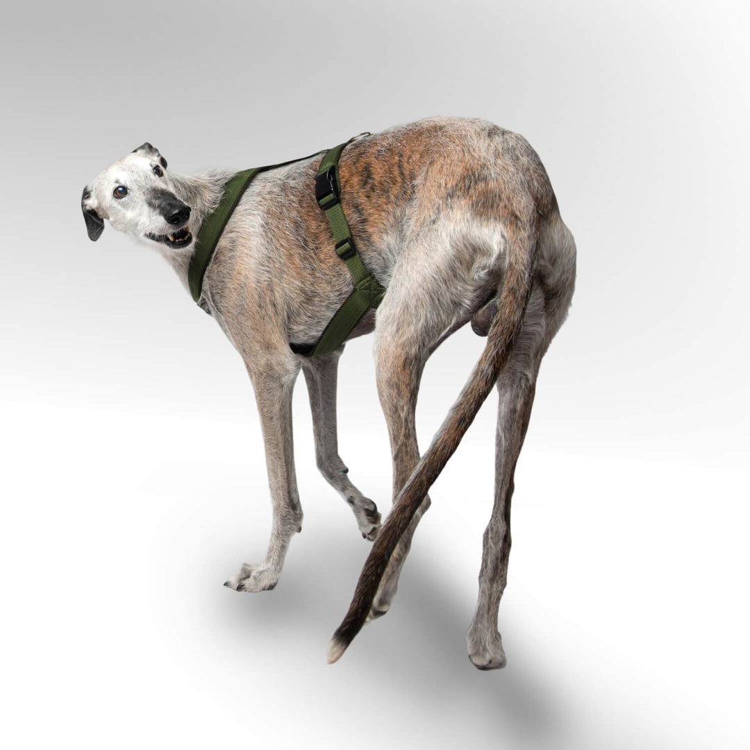 Galgo Windhund mit khaki Windhundgeschirr stehend vor weißem Hintergrund