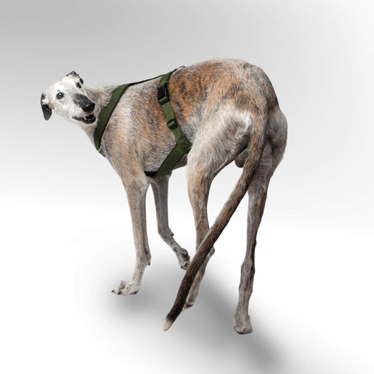 Galgo Windhund mit khaki Windhundgeschirr stehend vor weißem Hintergrund