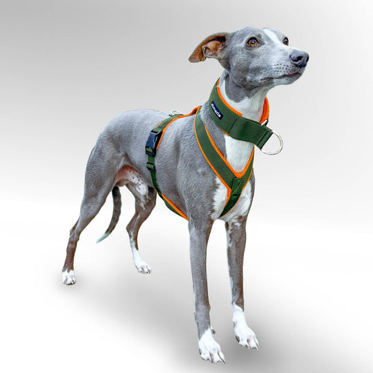 Windhundgeschirr gepolstert Geschirr Whippet, Galgo, Podenco, Greyhound. Whippet mit khaki orange Geschirr