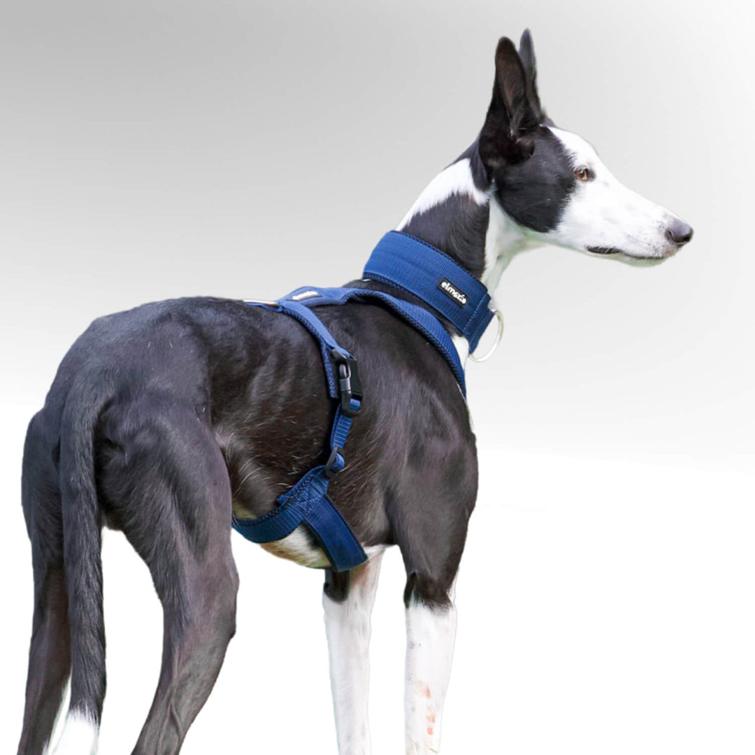 Podenco Windhund stehend mit blauem Windhundgeschirr vor weißem Hintergrund.