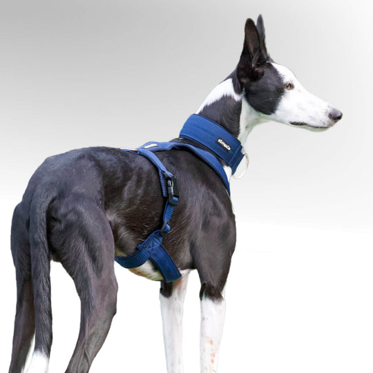 Podenco Windhund stehend mit blauem Windhundgeschirr vor weißem Hintergrund.