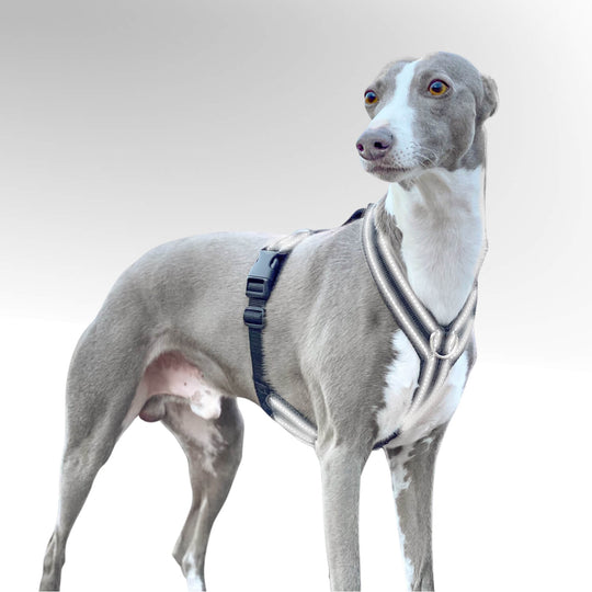 Grauer Whippet Windhund mit schwarzem Reflektor Windhundgeschirr vor weißem Hintergrund