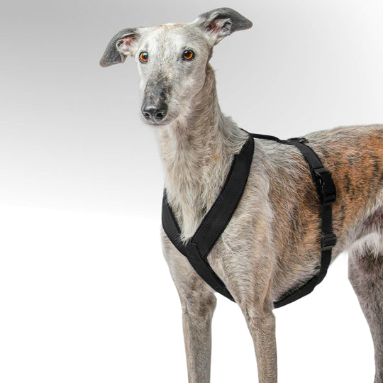 Galgo Windhund stehend mit schwarzem Windhundgeschirr vor weißem Hintergrund.