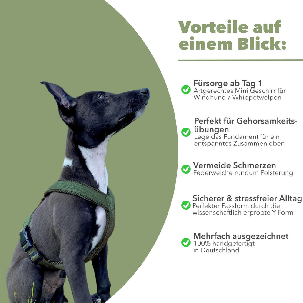 Windhundgeschirr FUN Welpe/Windspiel "Mountain Green"