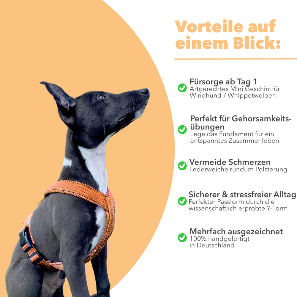 Windhundgeschirr gepolstert Geschirr Whippet Welpen und italienische Windspiele Farbe karamell braun Welpe Benefits