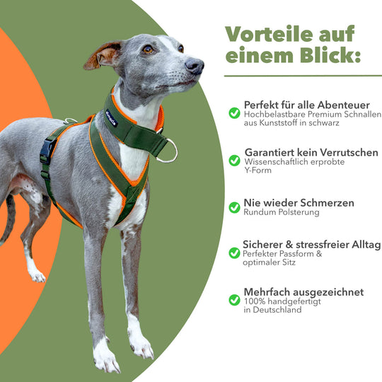 Windhundgeschirr gepolstert Geschirr Whippet, Galgo, Podenco, Greyhound Benefits Farbe khaki orange